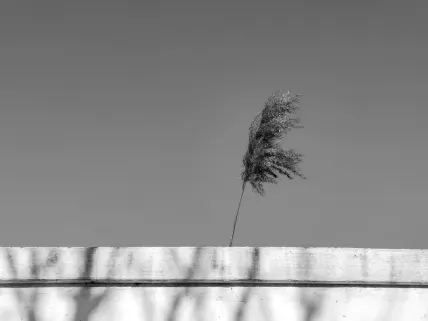 Casino Napoli Aip Soghluaiste